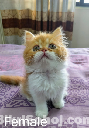 Traditional Persian Kitten
